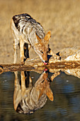 Schabrackenschakal (Canis mesomelas) beim Trinken am Wasserloch, Kgalagadi Transfrontier Park, Südafrika