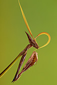 Gottesanbeterin (Idolomorpha dentifrons), pflegt die Fühler, Nationalpark Gorongosa, Mosambik