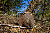 Steppenschuppentier, auch Kap Pangolin (Manis temminckii), Mutter und Jungtier die vor Wilderern gerettet und freigelassen wurden, im Gorongosa-Nationalpark in Mosambik