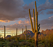 Saguaro Kaktus (Carnegiea gigantea) mit Löchern von Spechten, Tucson Mountains, Arizona