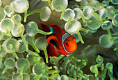 Spinnwangen-Anemonenfisch (Premnas biaculeatus), Jungfisch, in Seeanemone, Great Barrier Reef, Australien