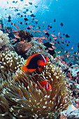 Roter Anemonenfisch (Amphiprion frenatus) Paar in einer Seeanemone, Philippinen