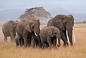 Herde des afrikanischen Elefanten (Loxodonta africana), Nationalpark Amboseli, Kenia