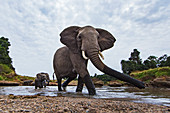 Afrikanischer Elefant (Loxodonta africana) Herde überquert Fluss, Masai Mara, Kenia