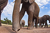 Afrikanischer Elefant (Loxodonta africana) Herde, Masai Mara, Kenia