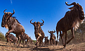Laufende Herde des Streifengnus (Connochaetes taurinus), Masai Mara, Kenia