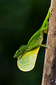 Boulengers grüne Anole (Anolis Chloris), mit Wamme, Nationalpark Tatama, Risaralda, Kolumbien anzeigt