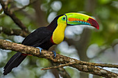 Regenbogentukan (Ramphastos sulfuratus), Kolumbien