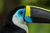 Dottertukan, auch Zitronentukan (Ramphastos vitellinus culminatus) Kolumbien