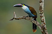 Schwarzschnabel-Gebirgstukan (Andigena nigrirostris) Naturreservat Alto de Ventanas, Antioquia, Kolumbien