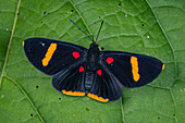 Electron Pixie Schmetterling (Melanis Elektron) Riodinidae, Santa Maria, Boyacá, Kolumbien