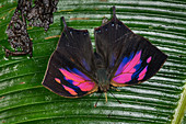 Superb Leafwing-Schmetterling (Fountainea nessus) Tatama Nationapark, Risaralda, Kolumbien