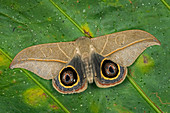 Saturniidae Motte (Leucanella contempta) männlich, Hemileucinae, Tatama Nationalpark, Risaralda, Kolumbien