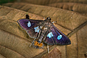 Motte Crambidae (Desmia sp.) Spilomelinae, Tatama-Nationalpark, Risaralda, Kolumbien