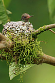 Braunschwanzamazilie (Amazilia-tzacatl) im Nest, Anden, Kolumbien