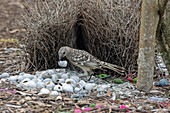 Graulaubenvogel (Chlamydera nuchalis) Männchen, Queensland, Australien