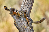 Kleines Streifenhörnchen (Tamias minimus), Oregon