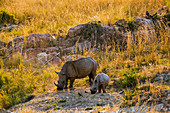Weißer Nashorn (Ceratotherium simum), Mutter und Kalb, Krüger Nationalpark, Südafrika