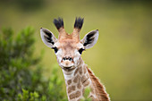 Giraffe (Giraffa camelopardalis), Itala Wildreservat, KwaZulu-Natal, Südafrika