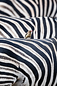 Rotschnabel-Madenhacker (Buphagus erythrorhynchus) auf Burchell's Zebra (Equus burchellii), Mkhuze-Wildreservat, KwaZulu-Natal, Südafrika
