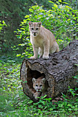 Puma (Puma concolor), Jungtier, Minnesota Wildlife Connection, Minnesota