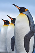 Königspinguin (Aptenodytes patagonicus) Trio, Falklandinseln