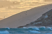 Schwarzbrauenalbatros (Thalassarche melanophrys), entlang der Küste, Falklandinseln