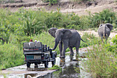 Afrikanischer Elefant (Loxodonta africana) in Verteidigungshaltung in Richtung zum Safari-Fahrzeug, Sabi Sands Private-Wildreservat, Südafrika