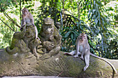 Langschwanzmakak-Paar (Macaca fascicularis), Affe Forest Ubud, Bali, Indonesien