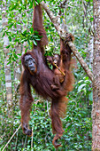 Orang-Utan (Pongo pygmaeus) Weibchen mit zweijährigen Jungen am Baum, Nationalpark Tanjung Puting, Indonesien