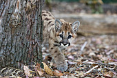 Drei Monate altes verwaistes Puma-Jungtier (Puma concolor), Sonoma County Wildlife Rescue, Petaluma, Kalifornien