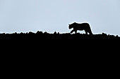 Puma (Puma concolor), Nationalpark Torres Del Paine, Patagonia, Chile