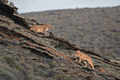 Puma (Puma concolor) weiblich, Nationalpark Torres Del Paine, Patagonia, Chile