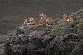 Puma (Puma concolor), Mutter und Jungtier, Nationalpark Torres Del Paine, Patagonia, Chile