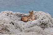 Puma (Puma concolor) Mutter und schlafendes Jungtier, Nationalpark Torres Del Paine, Patagonia, Chile