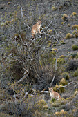 Puma (Puma concolor) Jungtier , Nationalpark Torres Del Paine, Patagonia, Chile