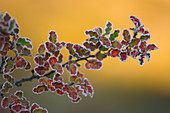 Buche (Fagus Sp) im Herbst mit Morgenfrost, Nationalpark Torres Del Paine, Patagonia, Chile