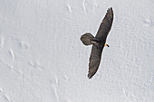 Bartgeier (Gypaetus barbatus) fliegend im Winter, Wallis, Schweiz