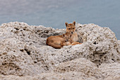 Puma (Puma concolor), Mutter und Jungtier, Nationalpark Torres Del Paine, Patagonia, Chile