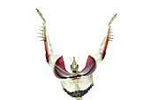 Teufelsblume, Insekt (Idolomantis diabolica) weiblich in defensiver Haltung, heimisch in Afrika