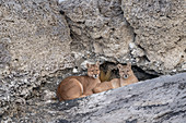 Puma (Puma concolor), Mutter und Jungtier, Nationalpark Torres Del Paine, Patagonia, Chile