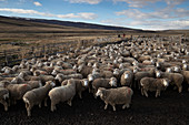 Hausschafe (Ovis-Widder), Cerro Castillo, Patagonia, Chile