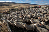 Hausschafe (Ovis-Widder), Cerro Castillo, Patagonia, Chile