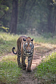 Bengal-Tiger (Panthera tigris tigris tigris) weiblich, Bandhavgarh Nationalpark, Indien