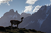 Guanako (Lama Guanicoe), in der Nähe von Bergen, Nationalpark Torres Del Paine, Patagonia, Chile