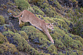 Puma (Puma concolor), weiblich, Nationalpark Torres Del Paine, Patagonia, Chile