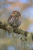 Australische Sperlingseule (Glaucidium nanum), Torres del Paine Nationalpark, Patagonien, Chile