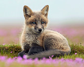 Rotfuchs (Vulpes Vulpes), Washington