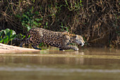 Jaguar (Panthera onca) Pirsch am Flussufer, Pantanal, Brasilien