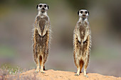 Erdmännchen-Paar (Suricata suricatta) in Alarmbereitschaft, Oudtshoorn, Westkap, Südafrika
